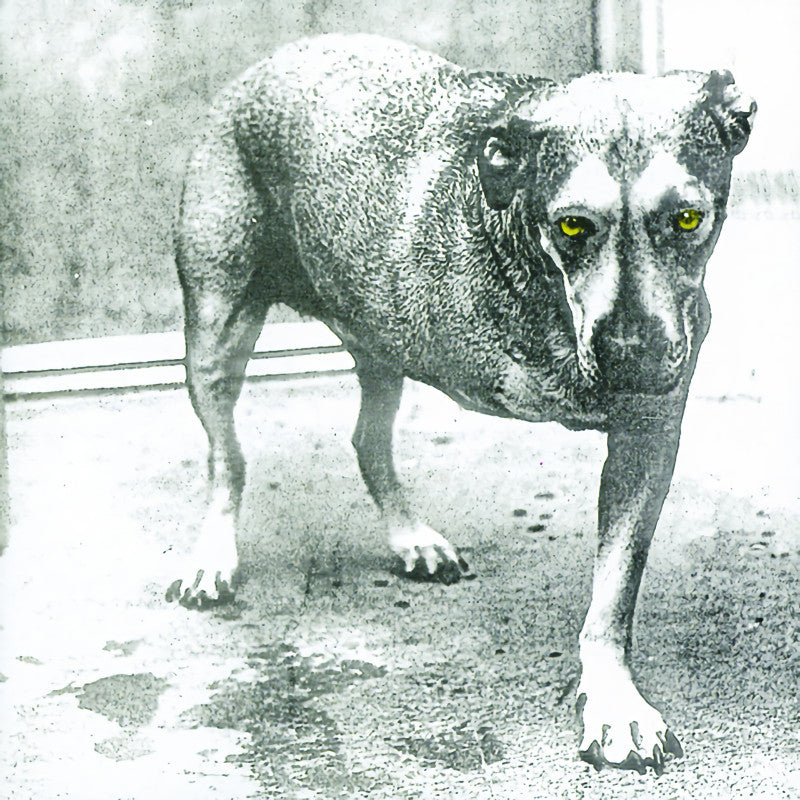 Alice In Chains - Alice in chains (LP)