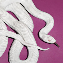 Load image into Gallery viewer, Deftones - Private music  Alternate Cover - Coloured Vinyl (LP)
