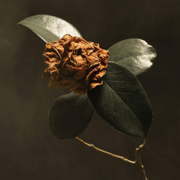 St. Paul & The Broken Bones ‎– Young Sick Camellia Vinyl