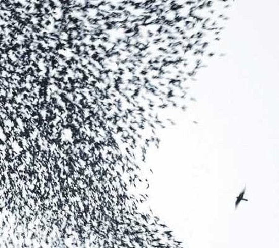WILCO - Sky Blue Sky  Vinyl